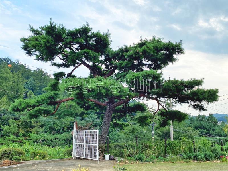 양평군 옥천면 신복리 평탄지 건물_20