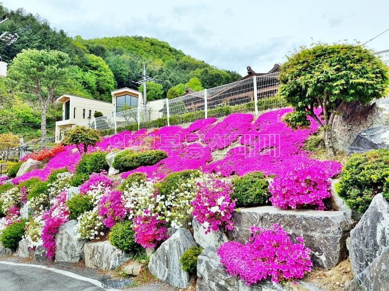 강원도 홍천군 서면 굴업리 공기좋은곳_5