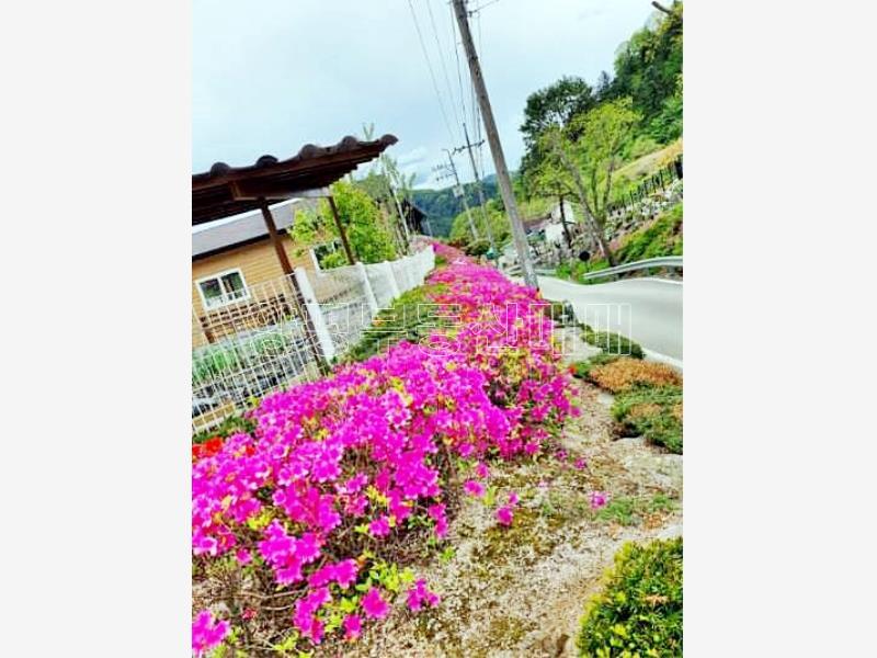 강원도 홍천군 서면 굴업리 공기좋은곳_7