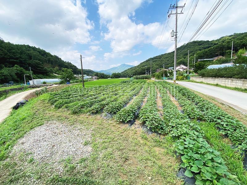 야평군 양서면 도곡리 농림지역(평탄지)_4