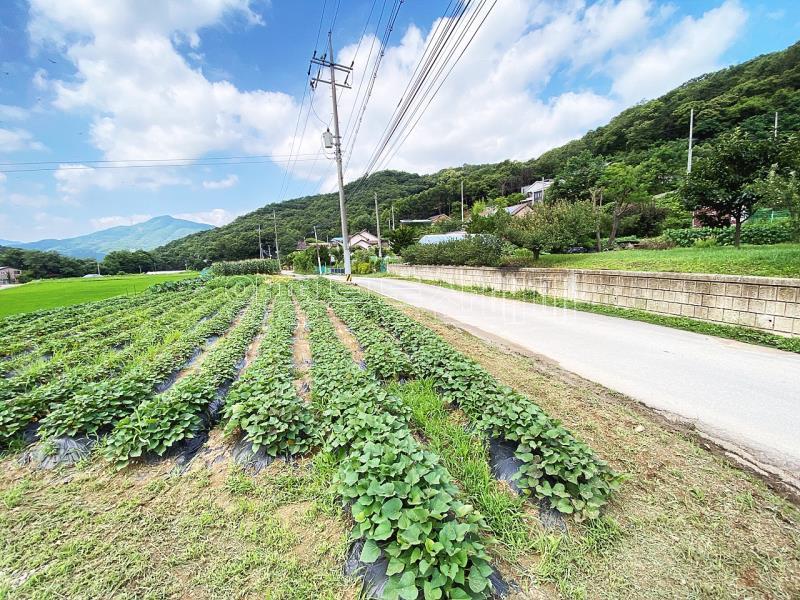 야평군 양서면 도곡리 농림지역(평탄지)_5