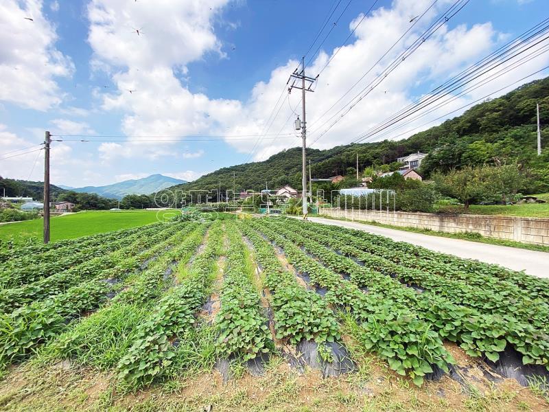 야평군 양서면 도곡리 농림지역(평탄지)_6