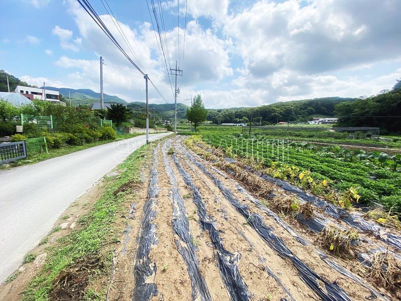 야평군 양서면 도곡리 농림지역(평탄지)_9