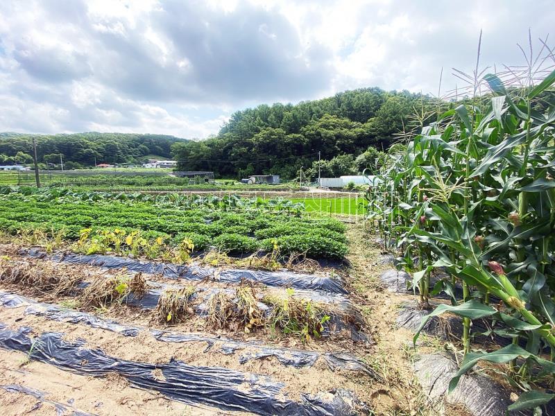 야평군 양서면 도곡리 농림지역(평탄지)_11