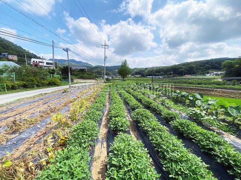 야평군 양서면 도곡리 농림지역(평탄지)_13