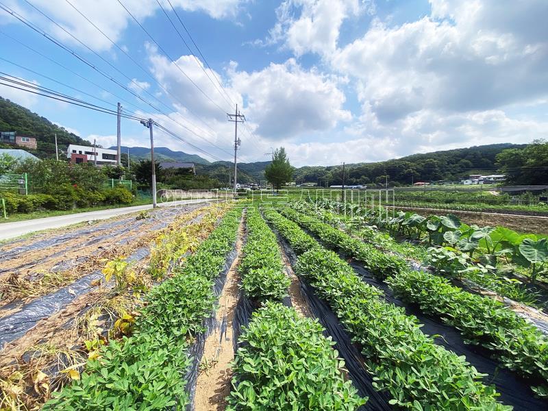 야평군 양서면 도곡리 농림지역(평탄지)_14