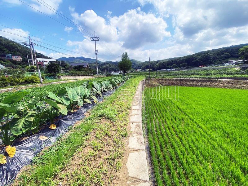 야평군 양서면 도곡리 농림지역(평탄지)_15