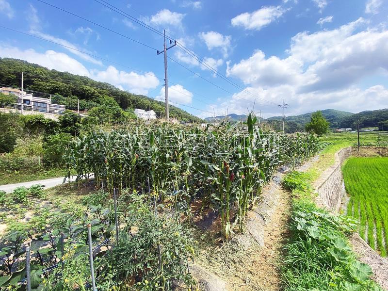 야평군 양서면 도곡리 농림지역(평탄지)_20