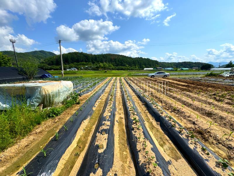 양평군 양서면 부용리 도시지역 답,_1
