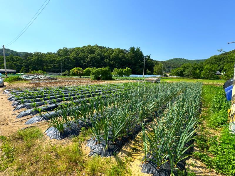양평군 양서면 부용리 도시지역 답,_4