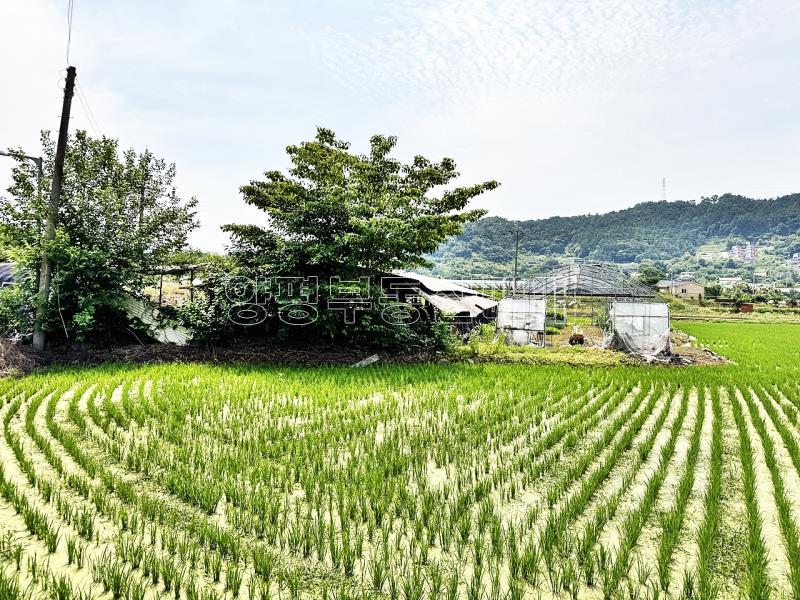 양평군 옥천면 옥천리 답. 평지_1