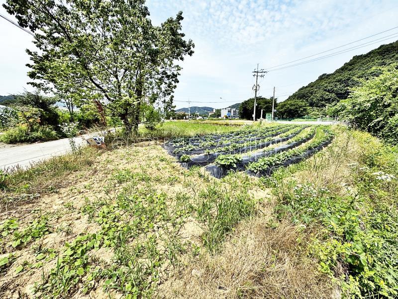 양평군 옥천면 옥천리 2차선변 계획관리 토지_2