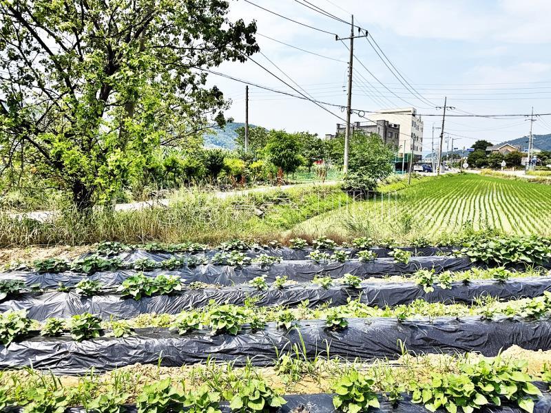 양평군 옥천면 옥천리 2차선변 계획관리 토지_4