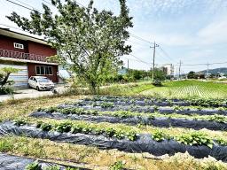 양평군 옥천면 옥천리 2차선변 계획관리 토지_썸네일_19