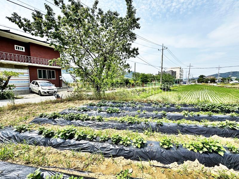 양평군 옥천면 옥천리 2차선변 계획관리 토지_19