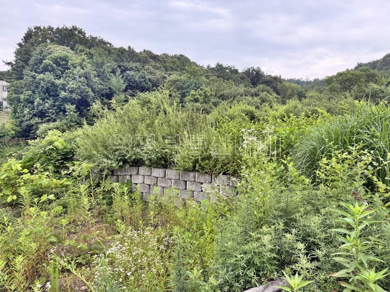 경기도 여주시 금사면 금사리 보전관리지역_8