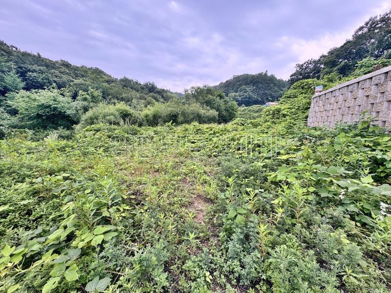 경기도 여주시 금사면 금사리 보전관리지역_10