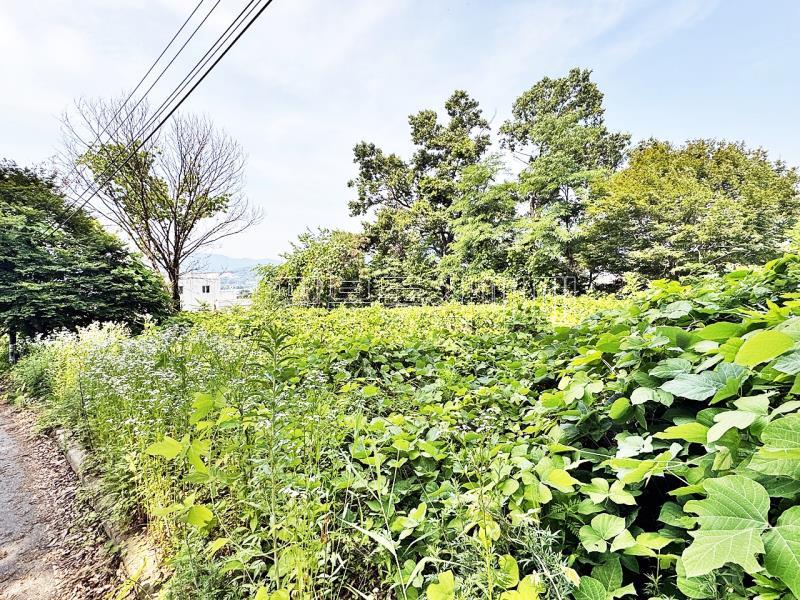양평군 양서면 대심리 강조망 토지_6