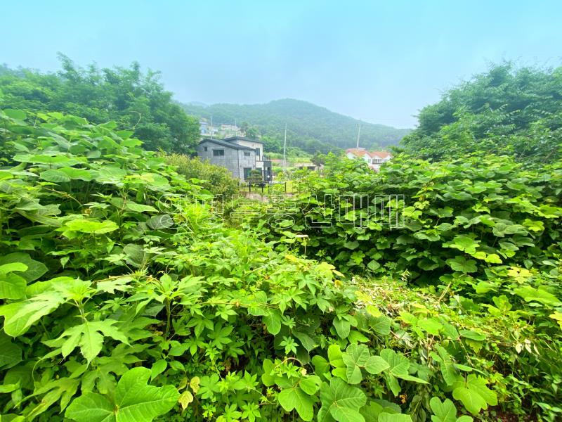 양평군 옥천면 남향의 전망좋은토지_1