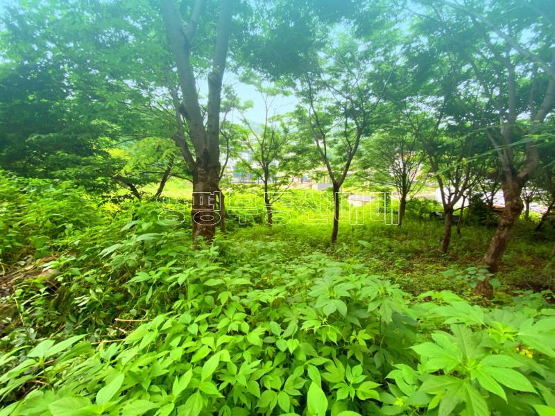 양평군 옥천면 남향의 전망좋은토지_4