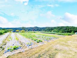 양평군 양서면 부용리 대로변 토지