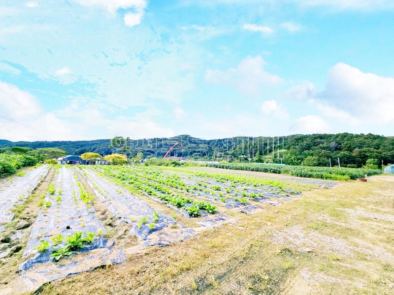 양평군 양서면 부용리 대로변 토지_2