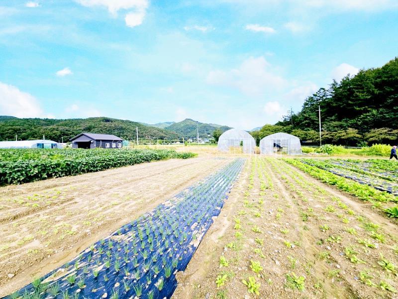양평군 양서면 부용리 대로변 토지_5