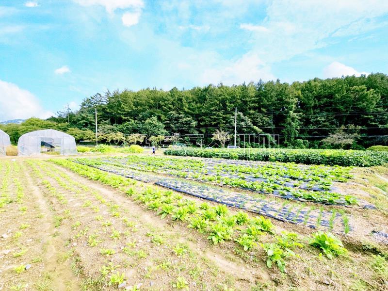 양평군 양서면 부용리 대로변 토지_7