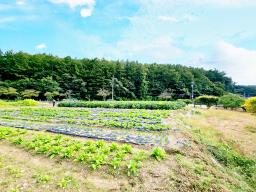 양평군 양서면 부용리 대로변 토지_썸네일_8