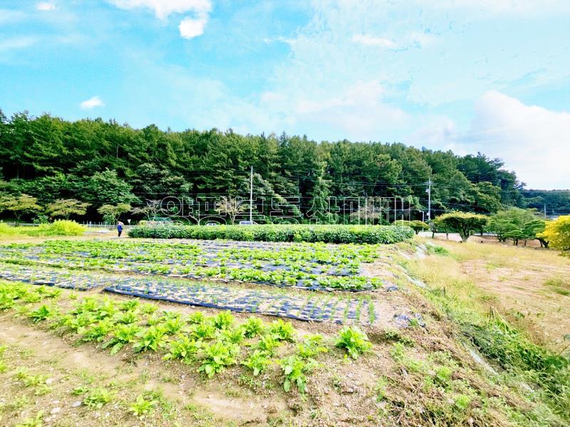 양평군 양서면 부용리 대로변 토지_8