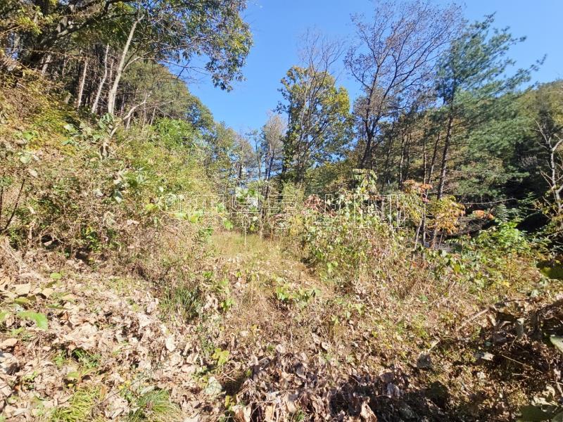 양평군 양서면 증동리 청계산 의 아침_12