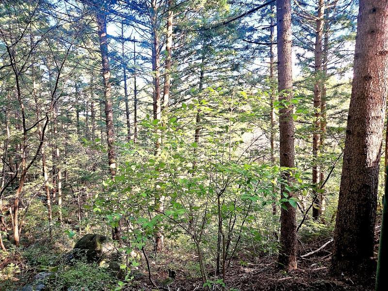 경기도 광주시 남종면 수청리 깊은산속 토지_4