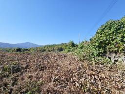 양평군 양서면 대심리 강조망 과 접근성이 좋은 토지_썸네일_13