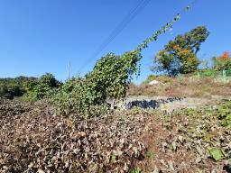 양평군 양서면 대심리 강조망 과 접근성이 좋은 토지_썸네일_14