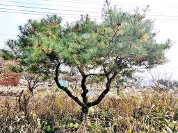 양평군 옥천면 용천리 2차선변 토지_썸네일_15