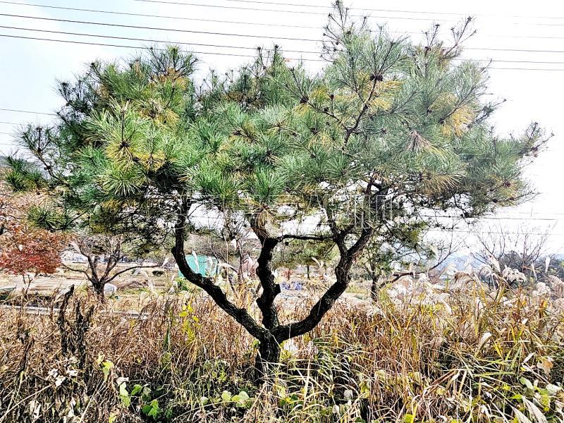 양평군 옥천면 용천리 2차선변 토지_15