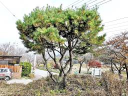 양평군 옥천면 용천리 2차선변 토지_썸네일_16