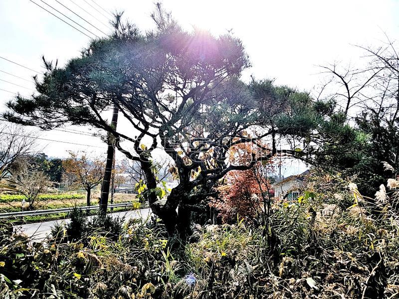 양평군 옥천면 용천리 2차선변 토지_17