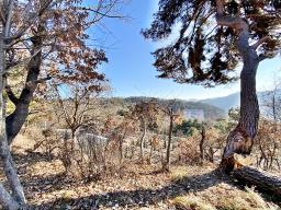 양평군 양서면 토목완료된 토지_썸네일_16