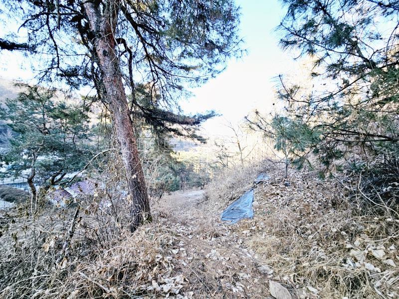 양평군 양서면 신원리 과수원자리 매매_13