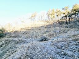 양평군 양서면 신원리 과수원자리 매매_썸네일_19