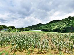 홍천군 북방면 중화계리 평당15만원_썸네일_4