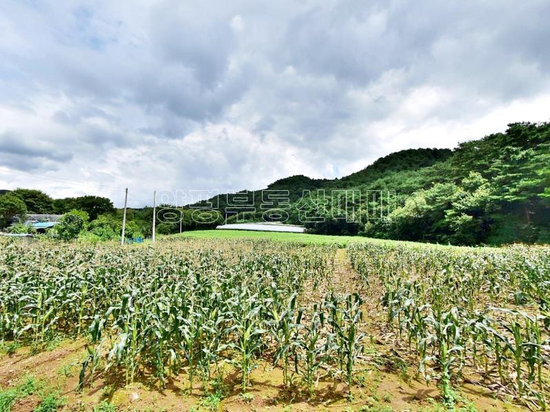 홍천군 북방면 중화계리 평당15만원_4