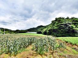 홍천군 북방면 중화계리 평당15만원_썸네일_5