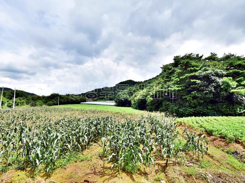 홍천군 북방면 중화계리 평당15만원_5