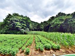 홍천군 북방면 중화계리 평당15만원_썸네일_7