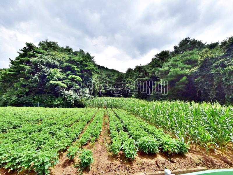 홍천군 북방면 중화계리 평당15만원_7