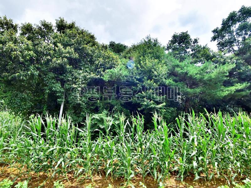 홍천군 북방면 중화계리 평당15만원_9