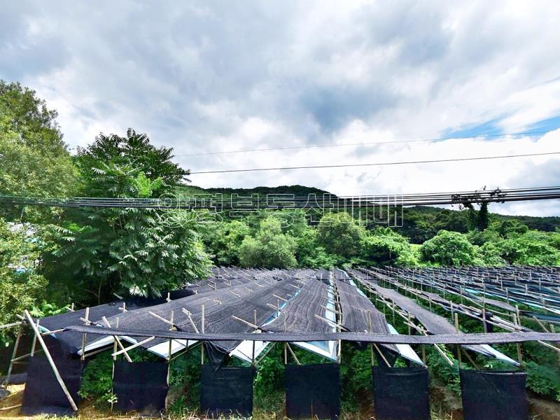 홍천군 북방면 중화계리 평당15만원_18