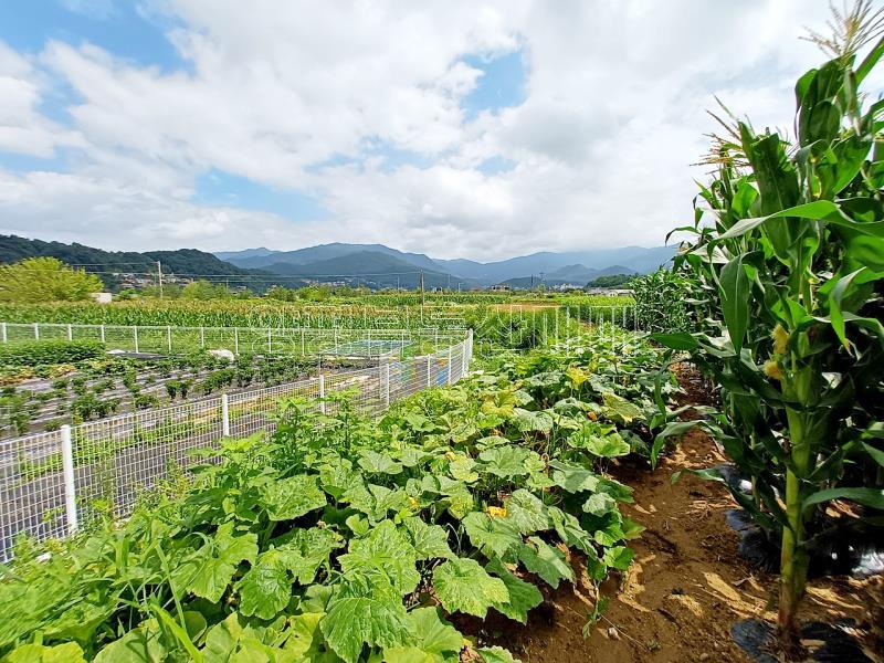 양평군 양서면 옥천면 옥천리 맹지_7